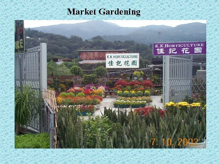 Market Gardening 