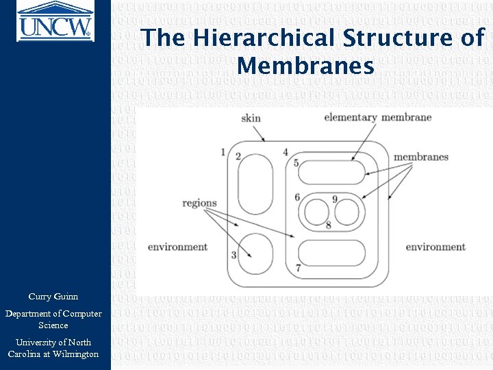 The Hierarchical Structure of Membranes Curry Guinn Department of Computer Science University of North
