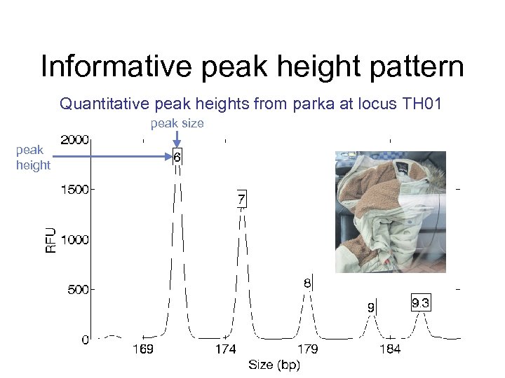 Informative peak height pattern Quantitative peak heights from parka at locus TH 01 peak