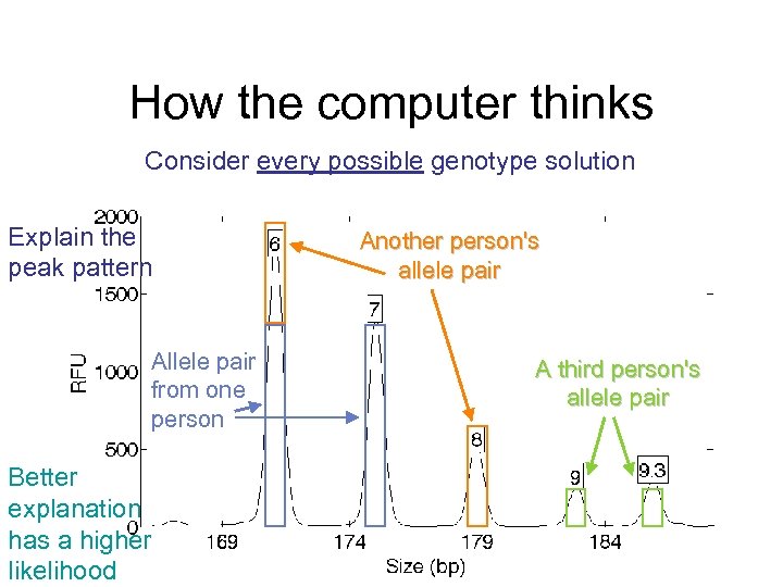 How the computer thinks Consider every possible genotype solution Explain the peak pattern Allele