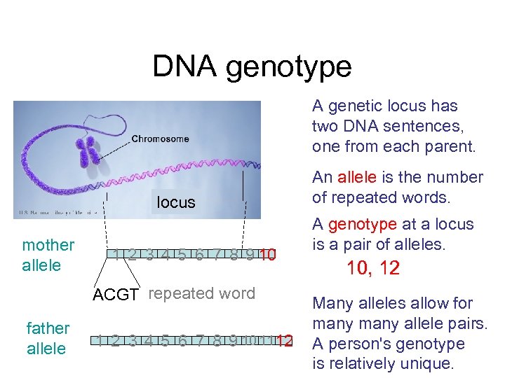 DNA genotype A genetic locus has two DNA sentences, one from each parent. locus