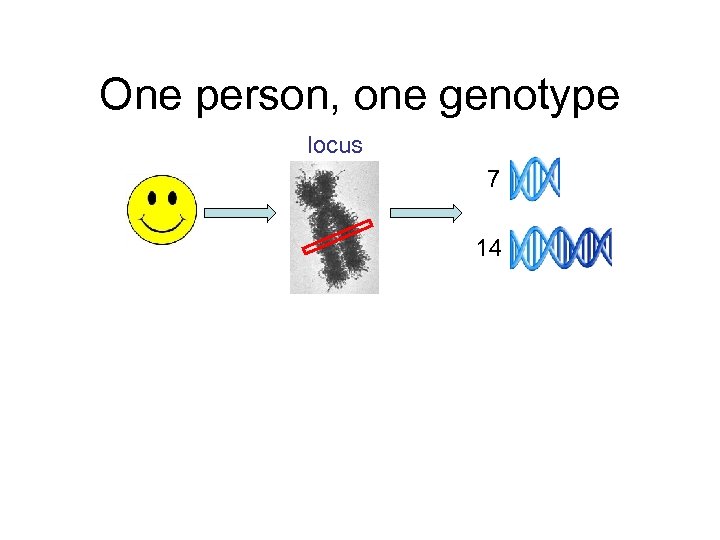 One person, one genotype locus 7 14 