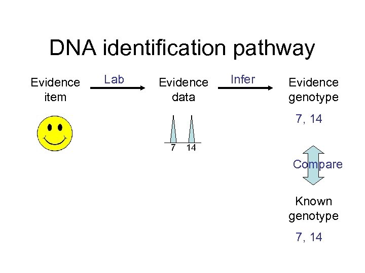 DNA identification pathway Evidence item Lab Evidence data Infer Evidence genotype 7, 14 7