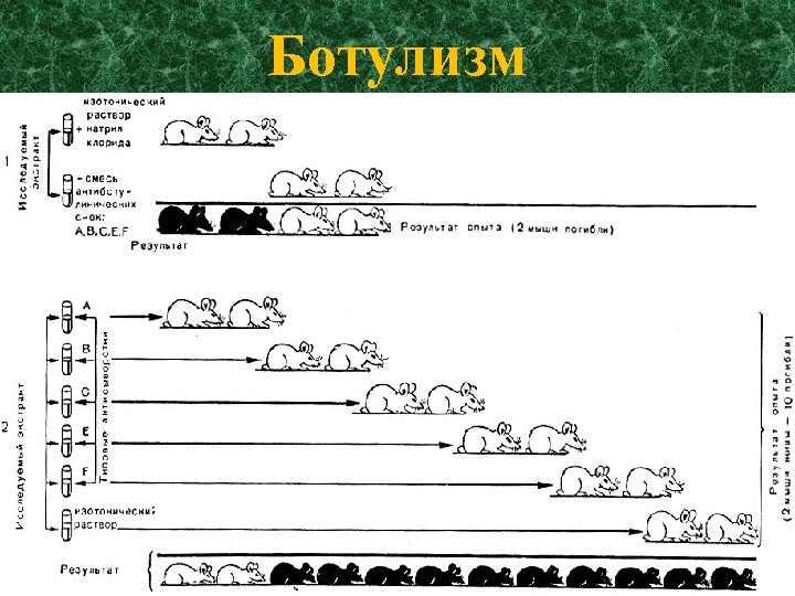 Ботулизм патогенез схема