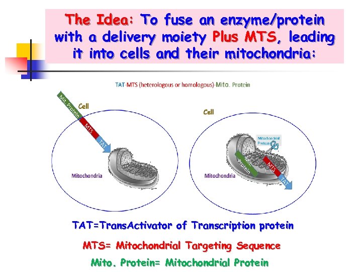 The Idea: To fuse an enzyme/protein with a delivery moiety Plus MTS, leading it