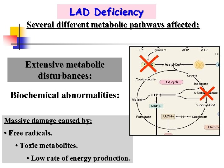 LAD Deficiency Several different metabolic pathways affected: Extensive metabolic disturbances: Biochemical abnormalities: Massive damage