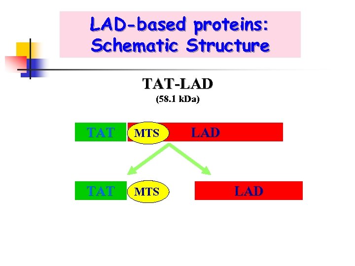 LAD-based proteins: Schematic Structure TAT-LAD (58. 1 k. Da) TAT MTS LAD 