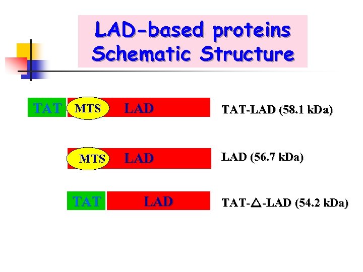 LAD-based proteins Schematic Structure TAT MTS LAD TAT-LAD (58. 1 k. Da) MTS LAD