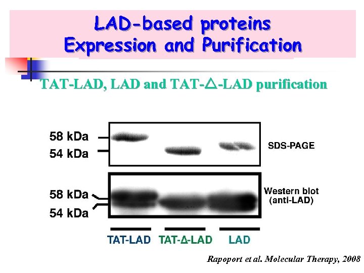 LAD-based proteins Expression and Purification : TAT-LAD, LAD and TAT- -LAD purification Rapoport et