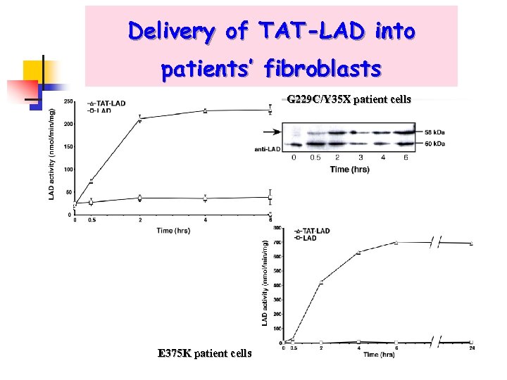 Delivery of TAT-LAD into patients’ fibroblasts G 229 C/Y 35 X patient cells E