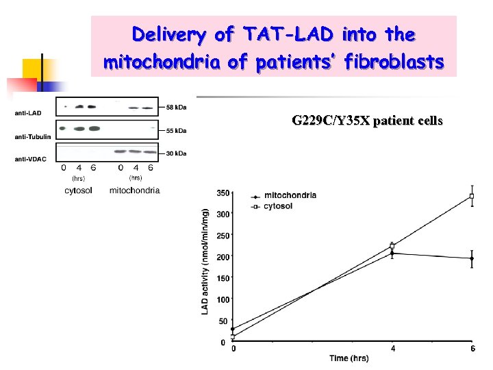 Delivery of TAT-LAD mitochondria of patients’ into the fibroblasts G 229 C/Y 35 X