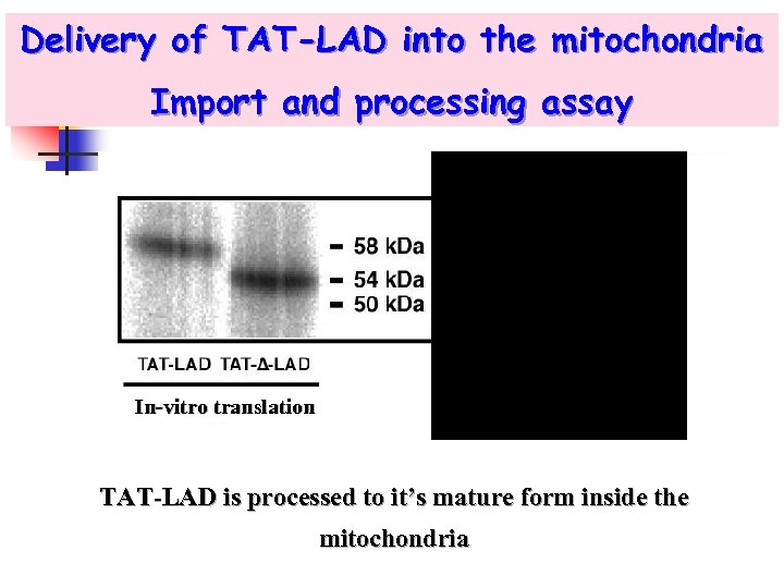 Delivery of TAT-LAD into the mitochondria Import and processing assay In-vitro translation Inside mitochondria