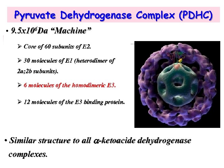 Pyruvate Dehydrogenase Complex (PDHC) • 9. 5 x 106 Da “Machine” Ø Core of