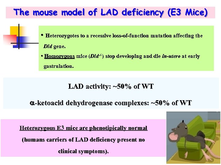 The mouse model of LAD deficiency (E 3 Mice) • Heterozygotes to a recessive