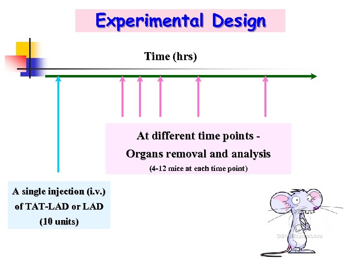 Experimental Design Time (hrs) At different time points Organs removal and analysis (4 -12