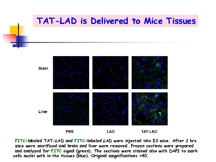 TAT-LAD is Delivered to Mice Tissues FITC-labeled TAT-LAD and FITC-labeled LAD were injected into