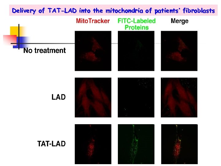 Delivery of TAT-LAD into the mitochondria of patients’ fibroblasts 