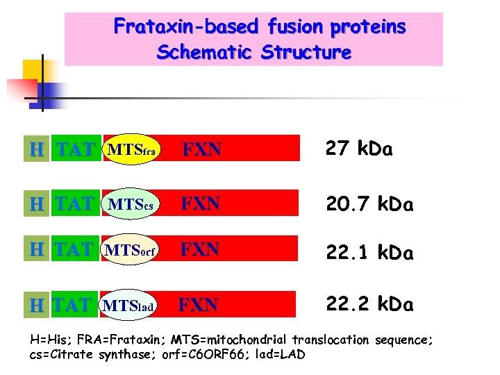 Frataxin-based fusion proteins Schematic Structure Hi s H TAT MTSfra FXN 27 k. Da