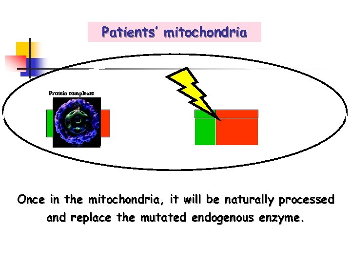 Patients’ mitochondria Protein complexes Once in the mitochondria, it will be naturally processed and