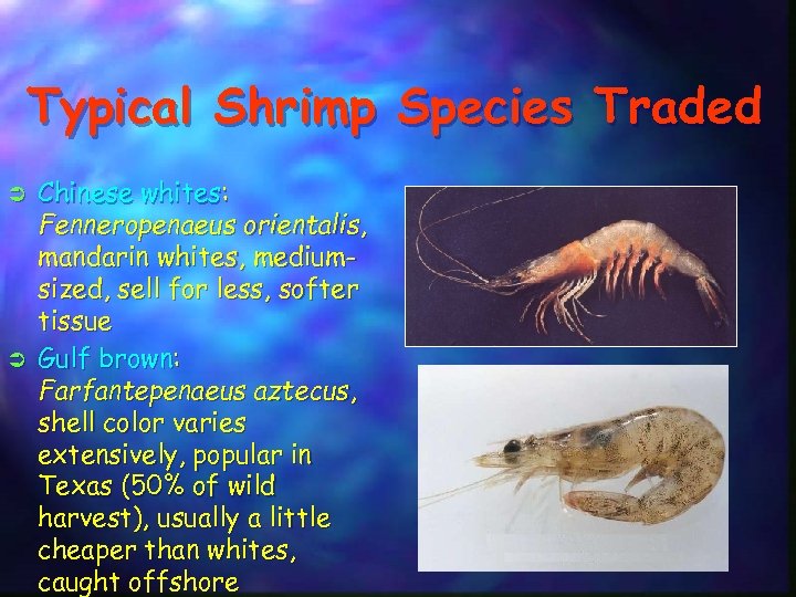 Typical Shrimp Species Traded Ü Ü Chinese whites: Fenneropenaeus orientalis, mandarin whites, mediumsized, sell