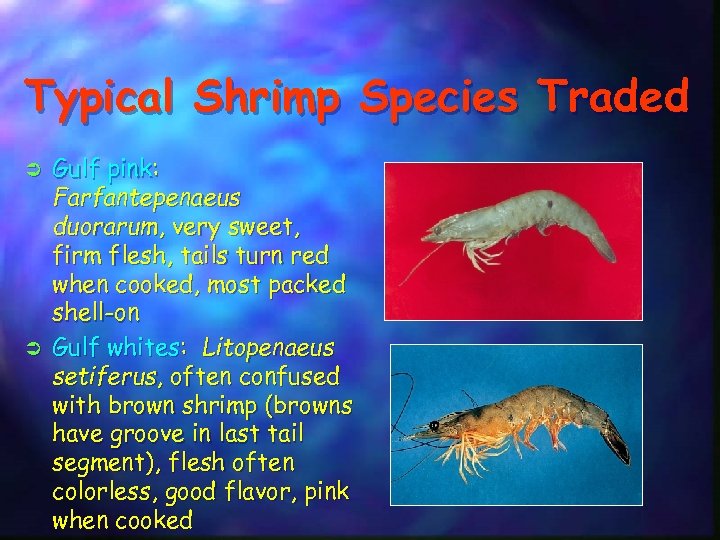 Typical Shrimp Species Traded Ü Ü Gulf pink: Farfantepenaeus duorarum, very sweet, firm flesh,