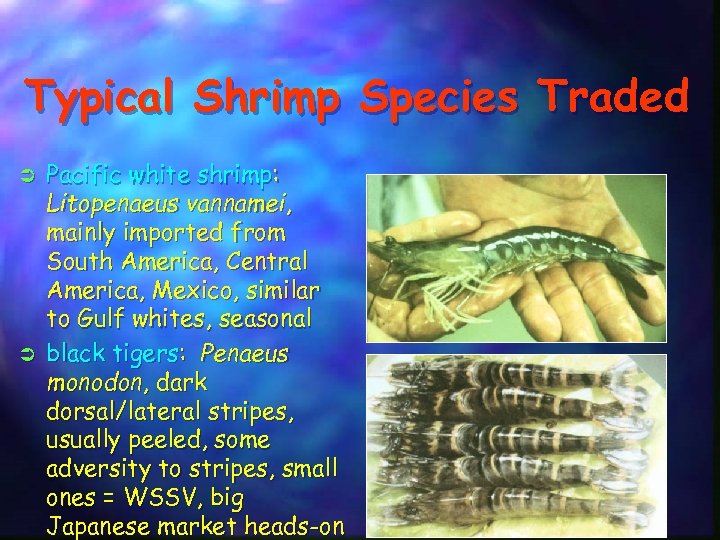 Typical Shrimp Species Traded Ü Ü Pacific white shrimp: Litopenaeus vannamei, mainly imported from