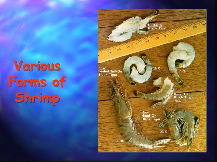 Various Forms of Shrimp 