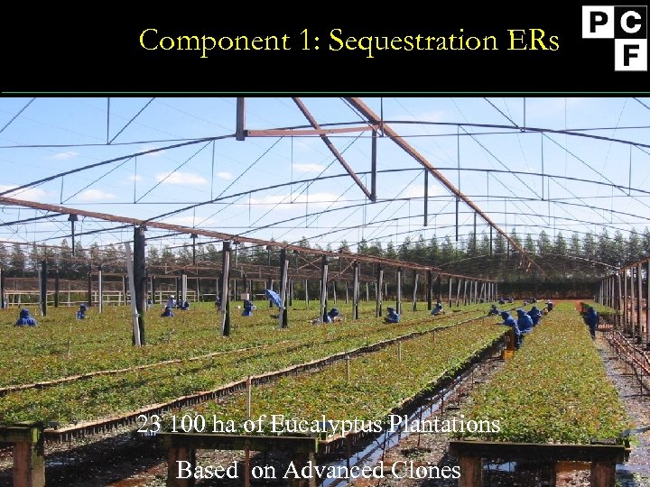 Component 1: Sequestration ERs 23 100 ha of Eucalyptus Plantations Based on Advanced Clones