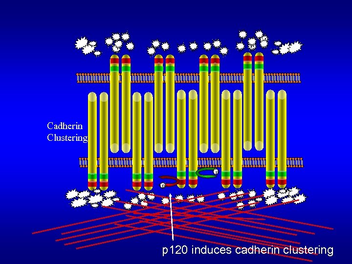 Cadherin Clustering P P p 120 induces cadherin clustering 