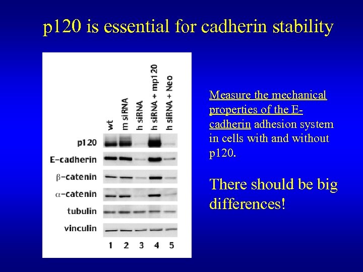 p 120 is essential for cadherin stability Measure the mechanical properties of the Ecadherin
