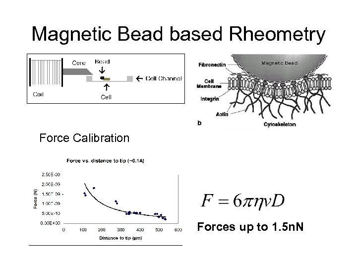 Magnetic Bead based Rheometry Force Calibration Forces up to 1. 5 n. N 
