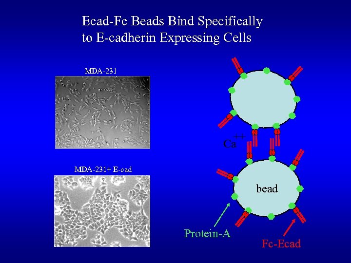 Ecad-Fc Beads Bind Specifically to E-cadherin Expressing Cells MDA-231 ++ Ca MDA-231+ E-cad bead
