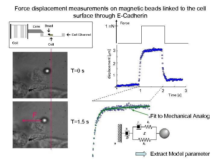 Force displacement measurements on magnetic beads linked to the cell surface through E-Cadherin Force