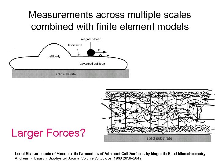 Measurements across multiple scales combined with finite element models Larger Forces? Local Measurements of