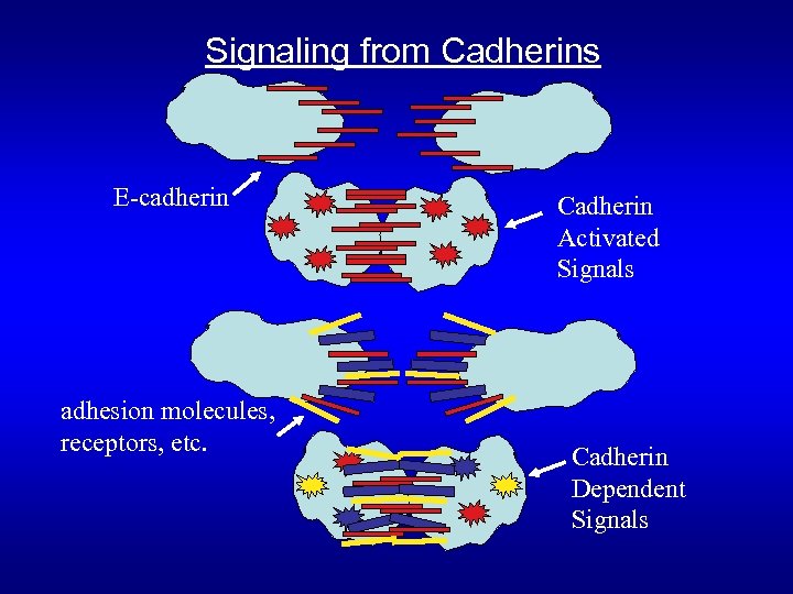 Signaling from Cadherins E-cadherin adhesion molecules, receptors, etc. Cadherin Activated Signals Cadherin Dependent Signals