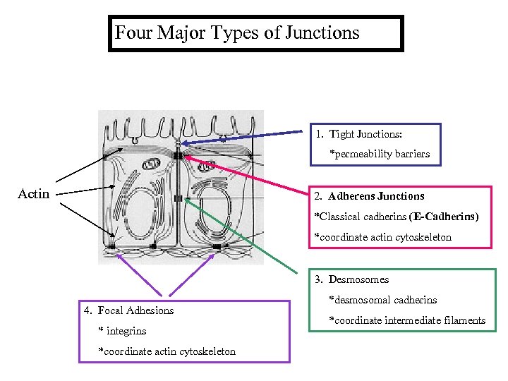 Four Major Types of Junctions 1. Tight Junctions: *permeability barriers Actin 2. Adherens Junctions