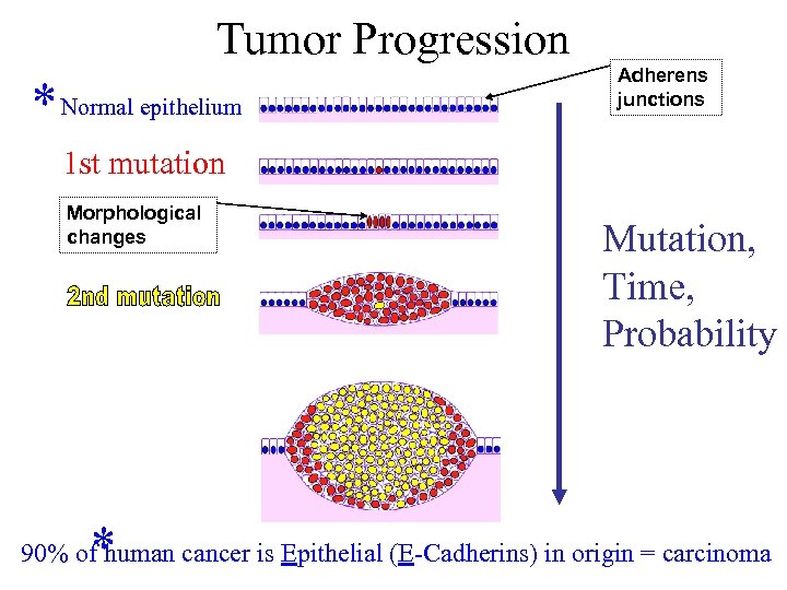 Tumor Progression * Normal epithelium Adherens junctions 1 st mutation Morphological changes * Mutation,