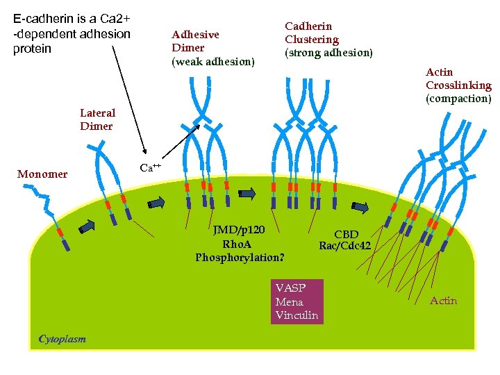 E-cadherin is a Ca 2+ -dependent adhesion protein Cadherin Clustering (strong adhesion) Adhesive Dimer