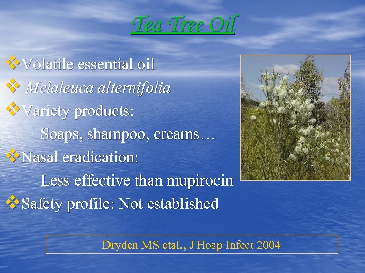 Tea Tree Oil v. Volatile essential oil v Melaleuca alternifolia v. Variety products: Soaps,