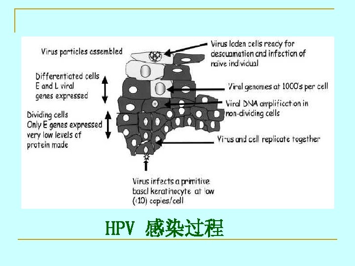 HPV 感染过程 