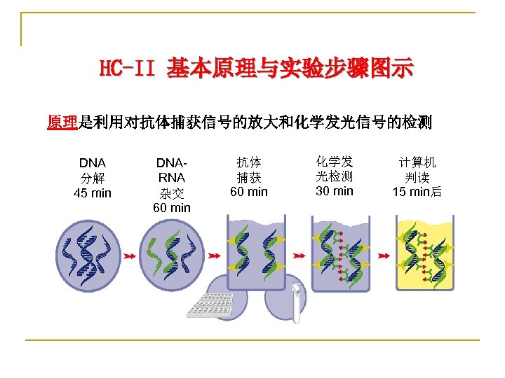 HC-II 基本原理与实验步骤图示 原理是利用对抗体捕获信号的放大和化学发光信号的检测 DNA 分解 45 min DNARNA 杂交 60 min 抗体 捕获 60