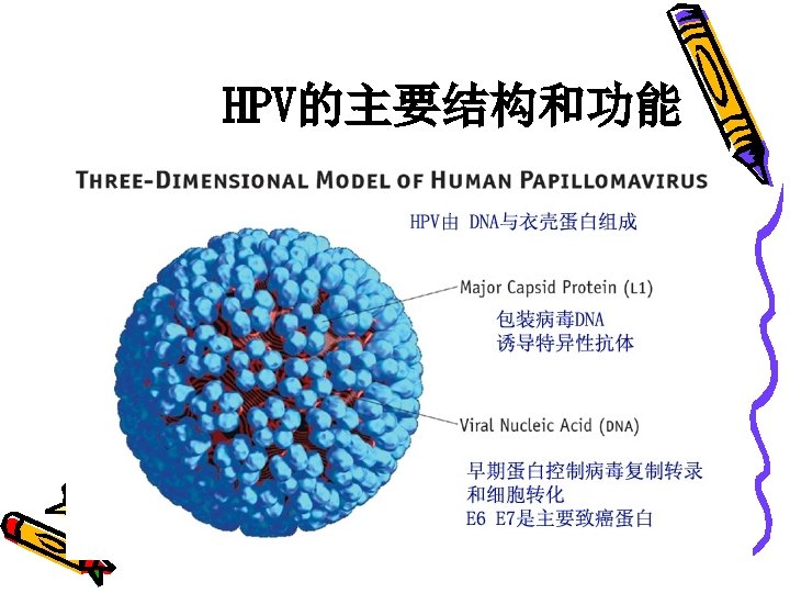 HPV的主要结构和功能 