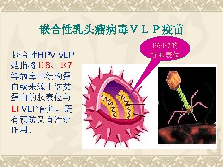 嵌合性乳头瘤病毒ＶＬＰ疫苗 嵌合性HPV VLP 是指将Ｅ 6、Ｅ 7 等病毒非结构蛋 白或来源于这类 蛋白的肽表位与 LI VLP合并，既 有预防又有治疗 作用。 E