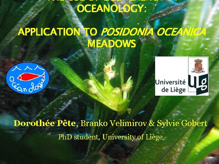 THE USE OF ECO-EXERGY IN OCEANOLOGY: APPLICATION TO POSIDONIA OCEANICA MEADOWS Dorothée Pête, Branko