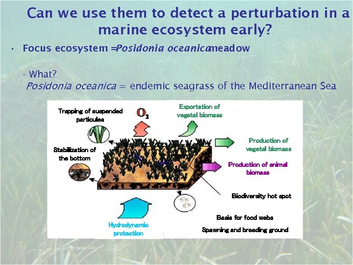 Can we use them to detect a perturbation in a marine ecosystem early? •