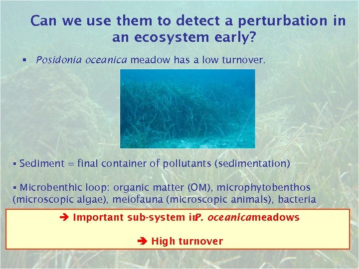 Can we use them to detect a perturbation in an ecosystem early? § Posidonia