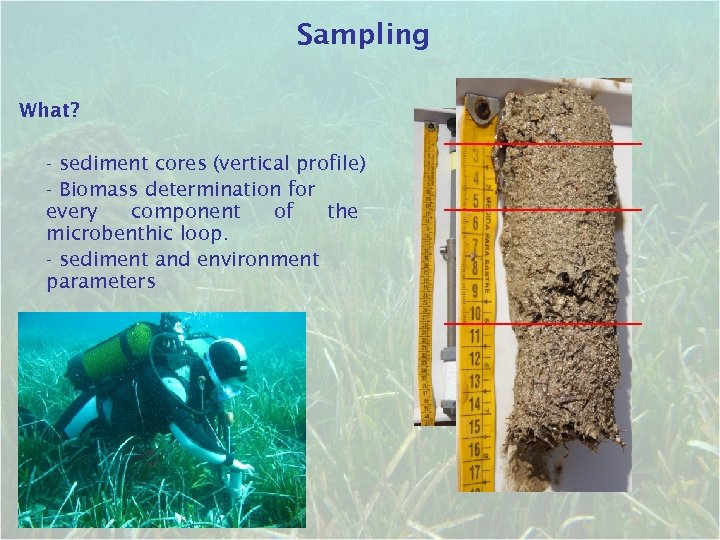 Sampling What? - sediment cores (vertical profile) - Biomass determination for every component of