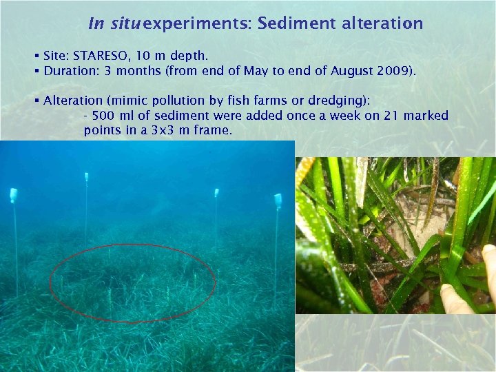 In situ experiments: Sediment alteration § Site: STARESO, 10 m depth. § Duration: 3