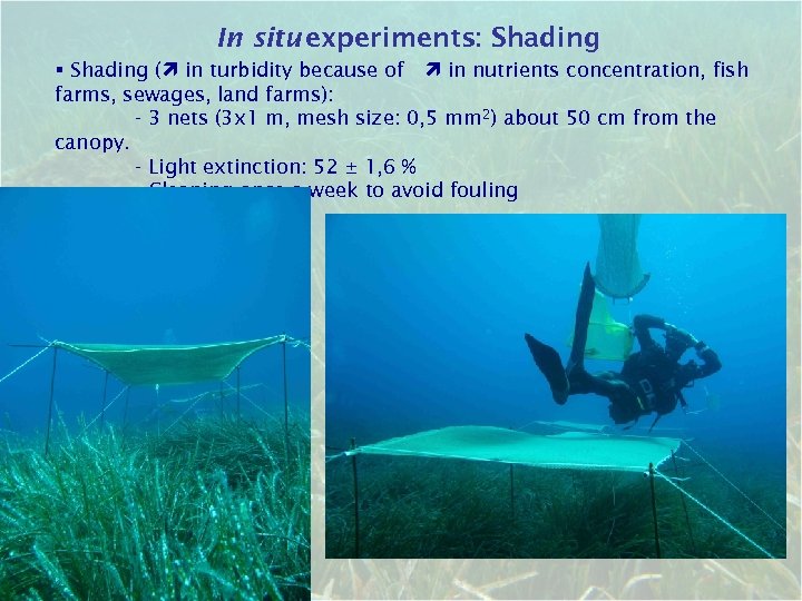 In situ experiments: Shading § Shading ( in turbidity because of in nutrients concentration,
