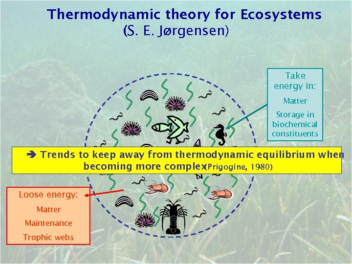 Thermodynamic theory for Ecosystems (S. E. Jørgensen) Take energy in: Matter Storage in biochemical